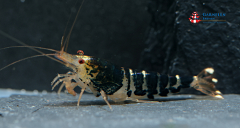 Set 10 x Pure Black Crystal Garnelen Zuchtgruppe